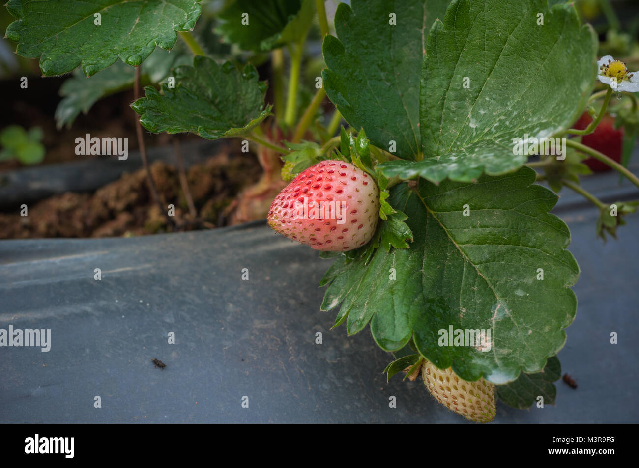 Close up Erdbeeranbau in Hof Garten mit Tau kaltem Wetter weißen Raum Hintergrund Stockfoto