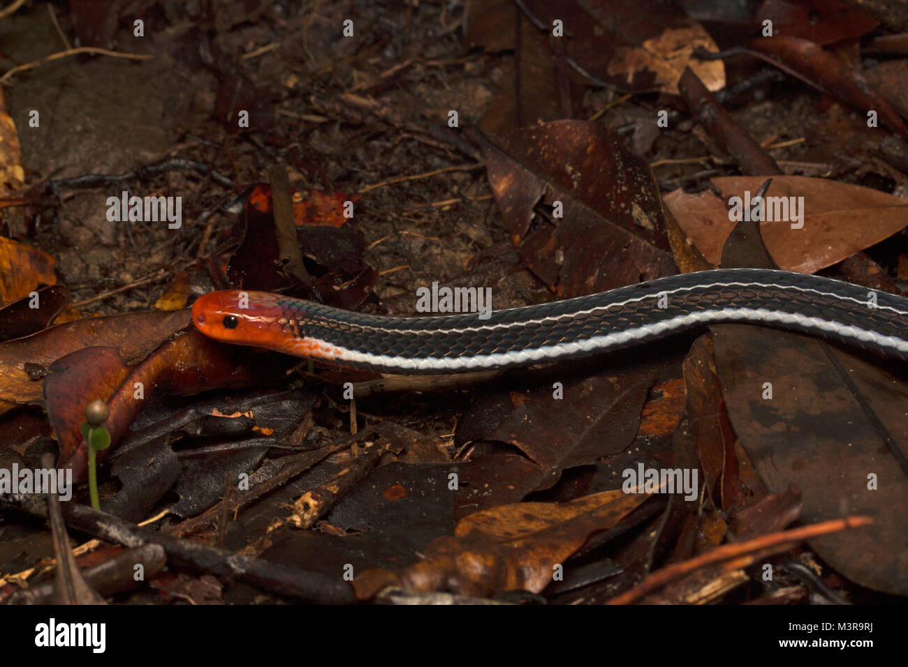 Borneo Blue Coral Snake Stockfoto