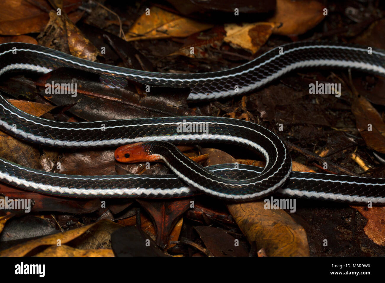 Borneo Blue Coral Snake Stockfoto