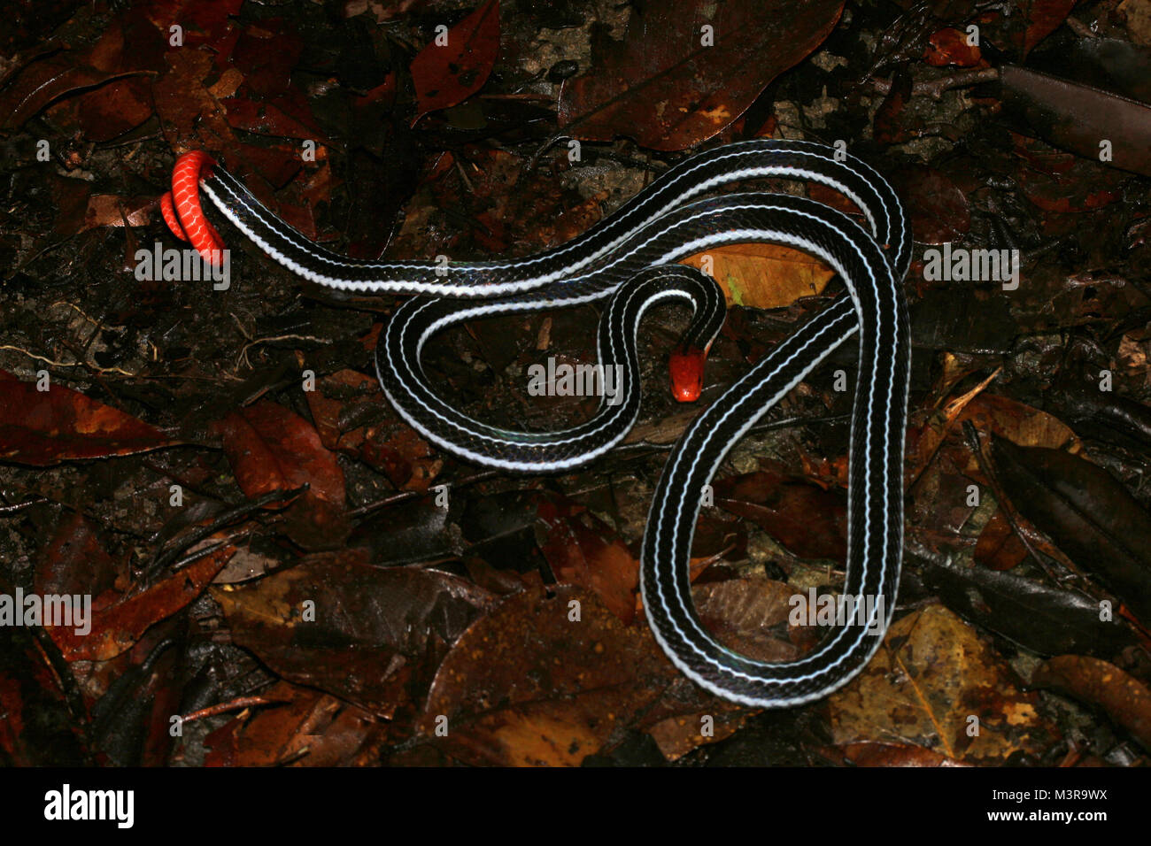 Borneo Blue Coral Snake Stockfoto