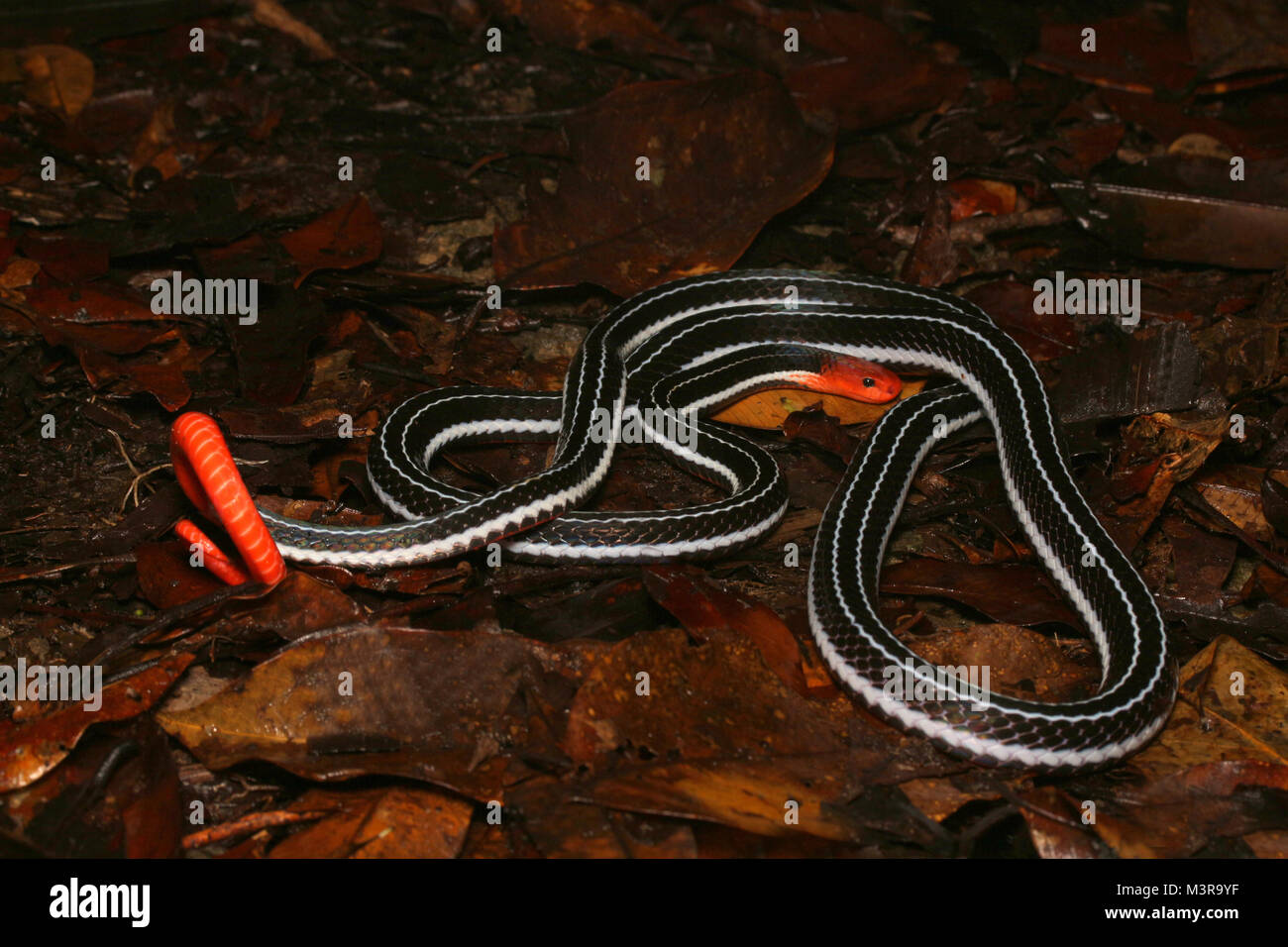 Borneo Blue Coral Snake Stockfoto