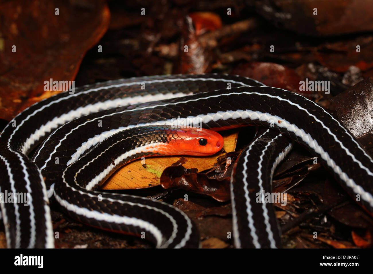 Borneo Blue Coral Snake Stockfoto