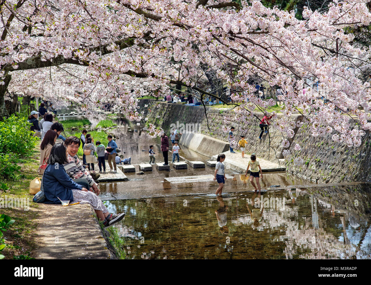 Japan, Insel Honshu, Kansai, Osaka, Kirschblüten. Stockfoto