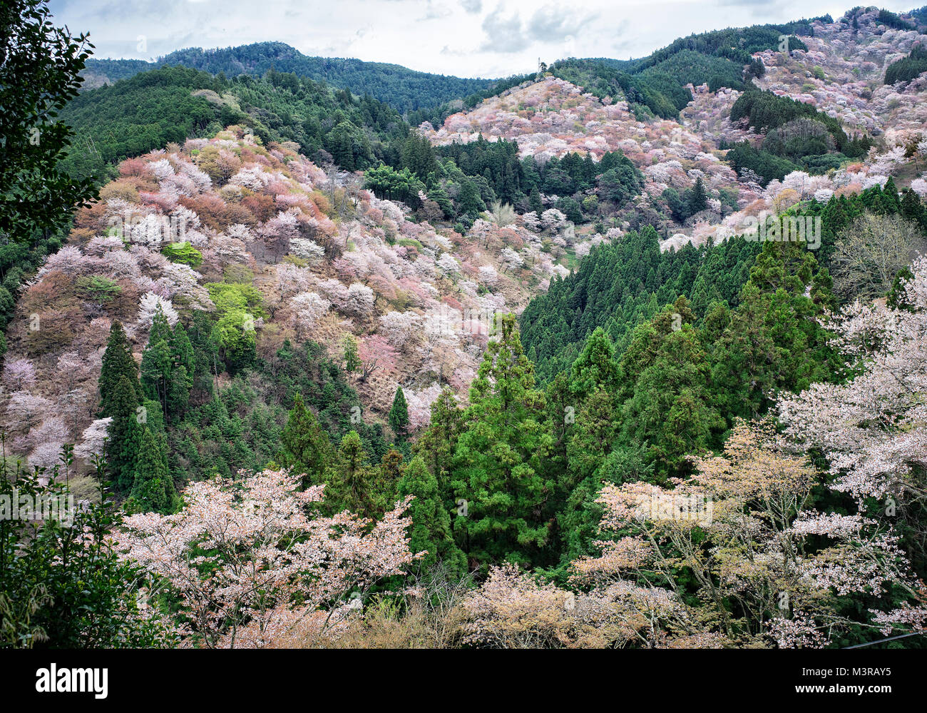 Japan, Insel Honshu, Kansai, Yoshino, chery Blüten an Yoshinoyama. Stockfoto