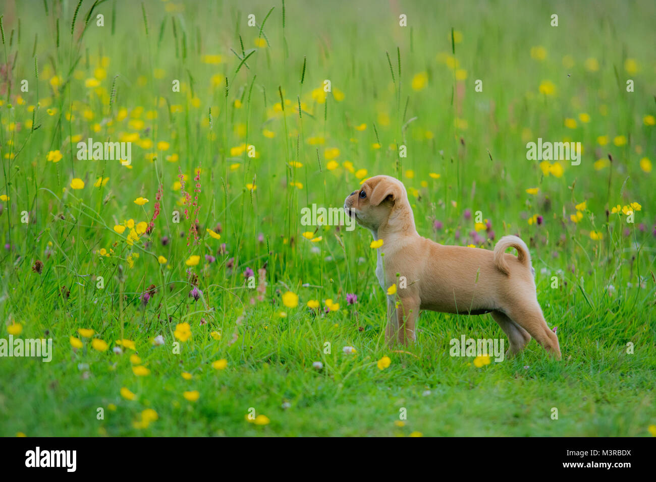 Süße Mops Welpen spielen in einem Feld von ranunkeln Stockfoto