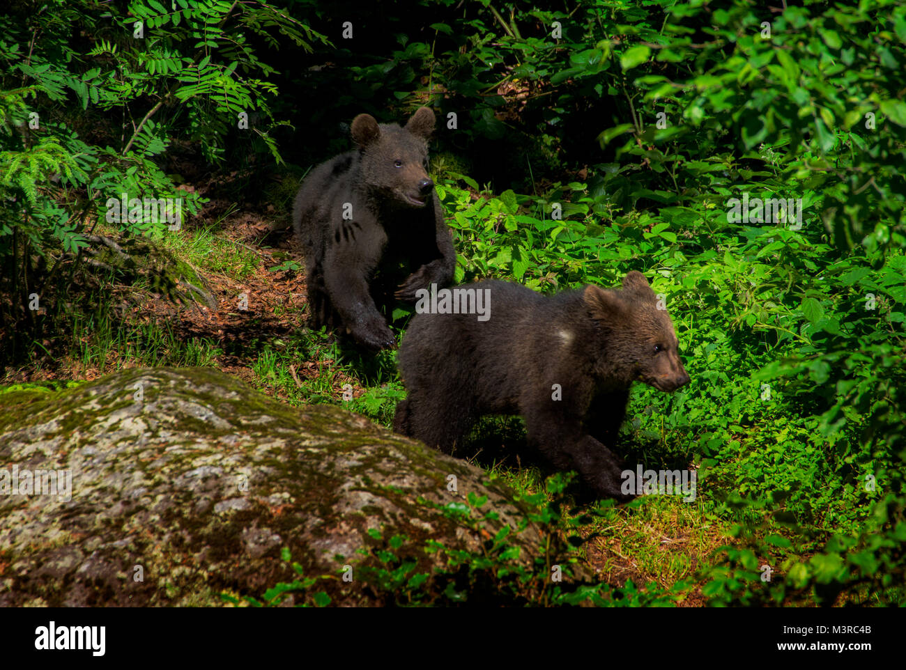 Wild Brown bear Cubs spielen im Bayerischen Wald Stockfoto