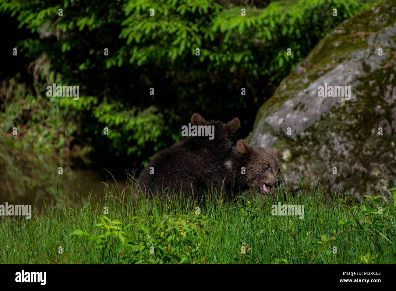 Wild Brown bear Cubs spielen im Bayerischen Wald Stockfoto