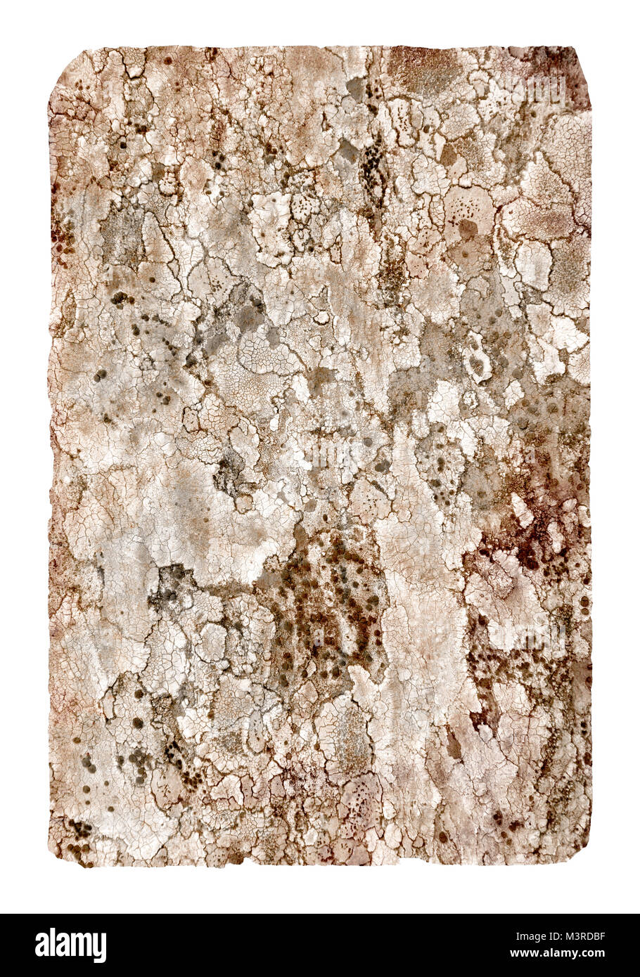 Platane Rinde, Hintergrund mit einer Baumrinde isoliert Stockfoto