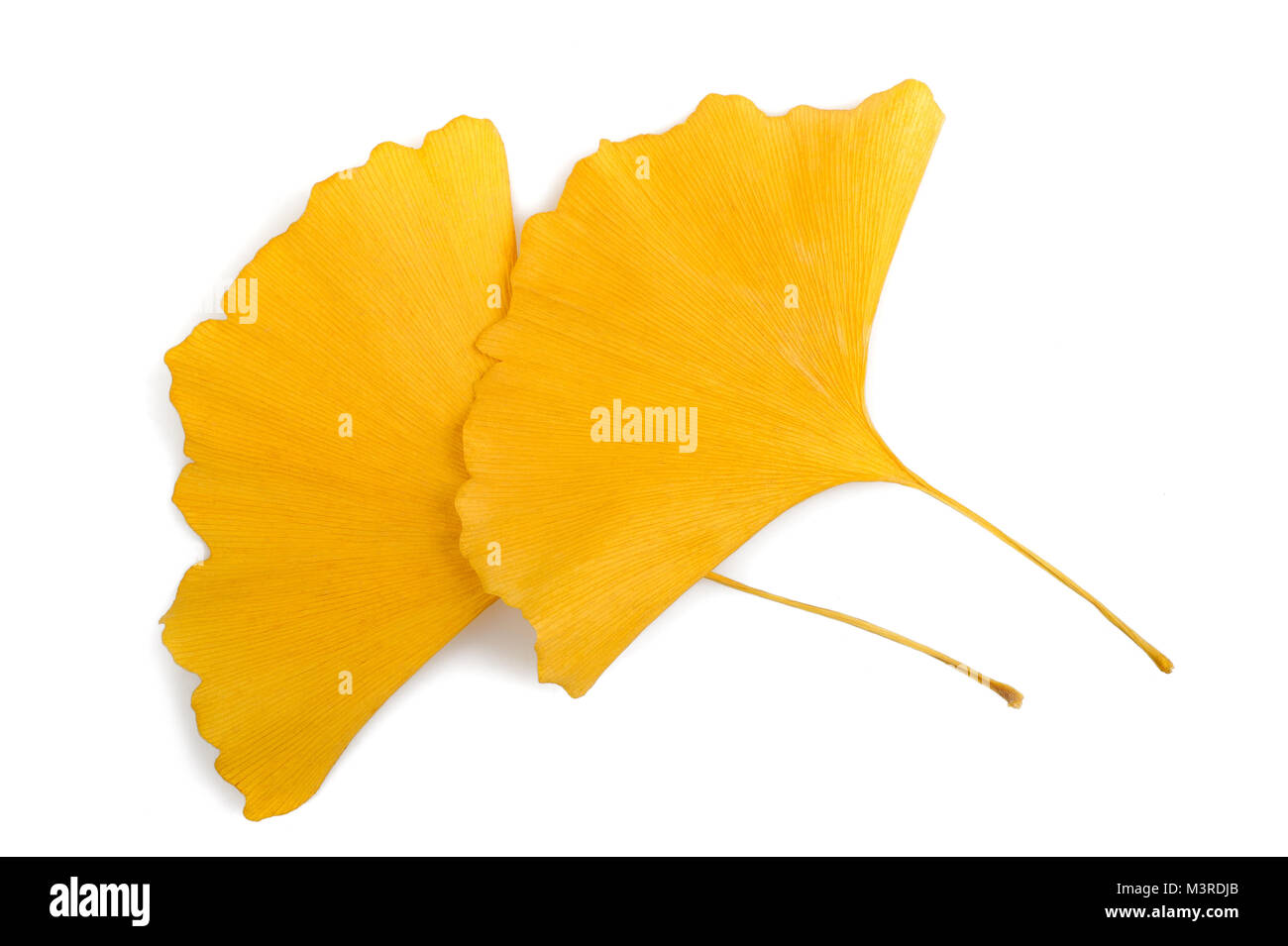 Ginkgo getrocknete Blätter auf weißem Hintergrund Stockfoto