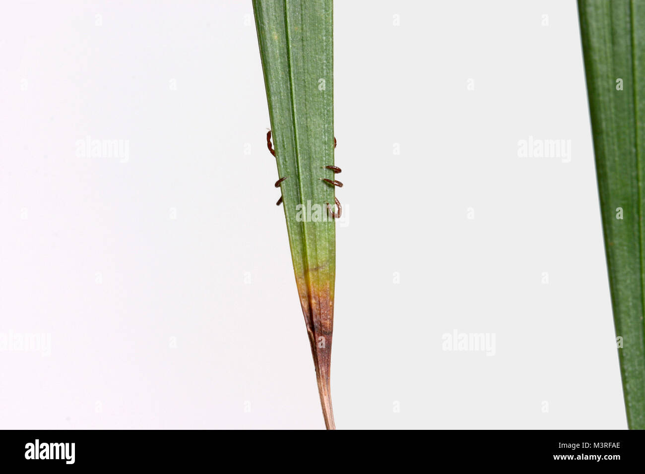 Beine eines Dermacentor variabilis auf eine Pflanze Blatt festhalten, die auch als American Dog Tick - diese Art von tick bekannt ist das Bakterium zu tragen Speichereinbauort bekannt Stockfoto