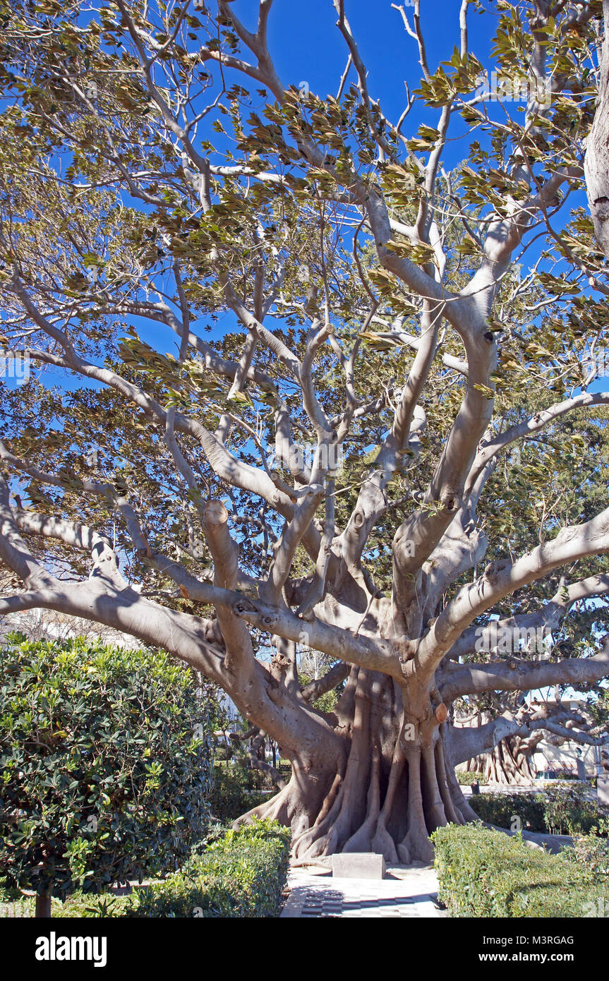 Andalusien in Spanien: ein Gummibaum (einen Brasiliensis) in Cadiz Parque  del Amaleda Stockfotografie - Alamy