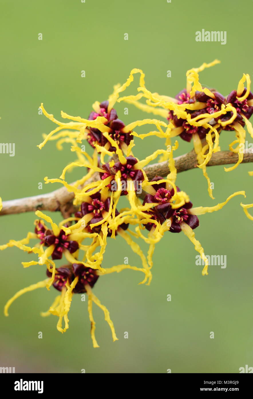Hamamelis japonica 'Arborea', oder Japanische Zaubernuss, einem duftenden Winter blühender Strauch, Anzeigen krakeligen blüht im Februar Sonnenschein, Großbritannien Stockfoto Hamamelis japonica 'Arborea', oder Japanische Zaubernuss, einem duftenden Winter blühender Strauch, Anzeigen krakeligen blüht im Februar Sonnenschein, Großbritannien Stockfoto