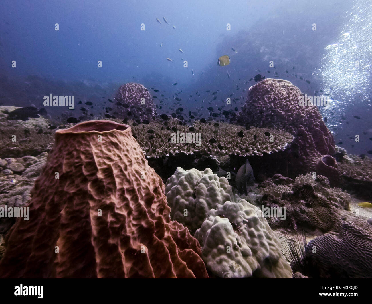 Korallen und natürliches Leben, Ko Tao, Thailand Stockfoto