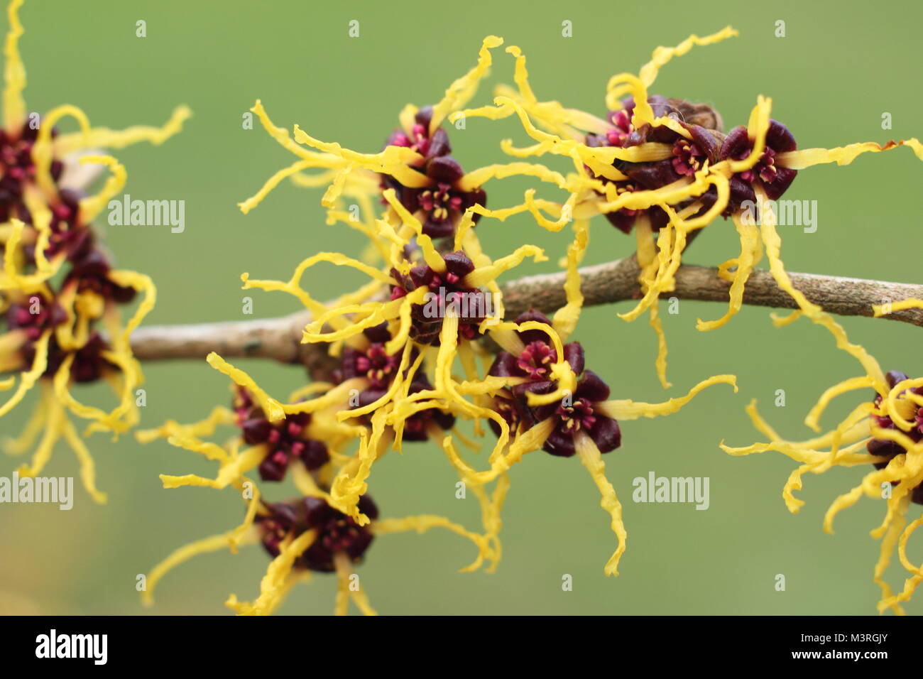 Hamamelis japonica 'Arborea', oder Japanische Zaubernuss, einem duftenden Winter blühender Strauch, Anzeigen krakeligen blüht im Februar Sonnenschein, Großbritannien Stockfoto