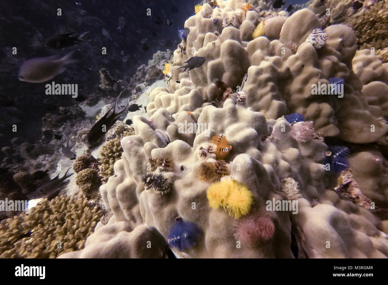 Korallen und natürliches Leben, Ko Tao, thailan Stockfoto