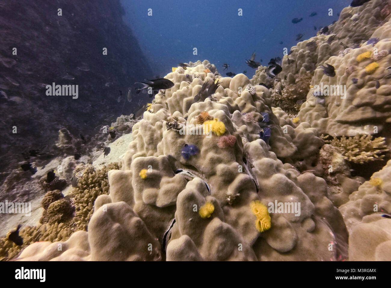 Korallen und natürliches Leben, Ko Tao, thailan Stockfoto