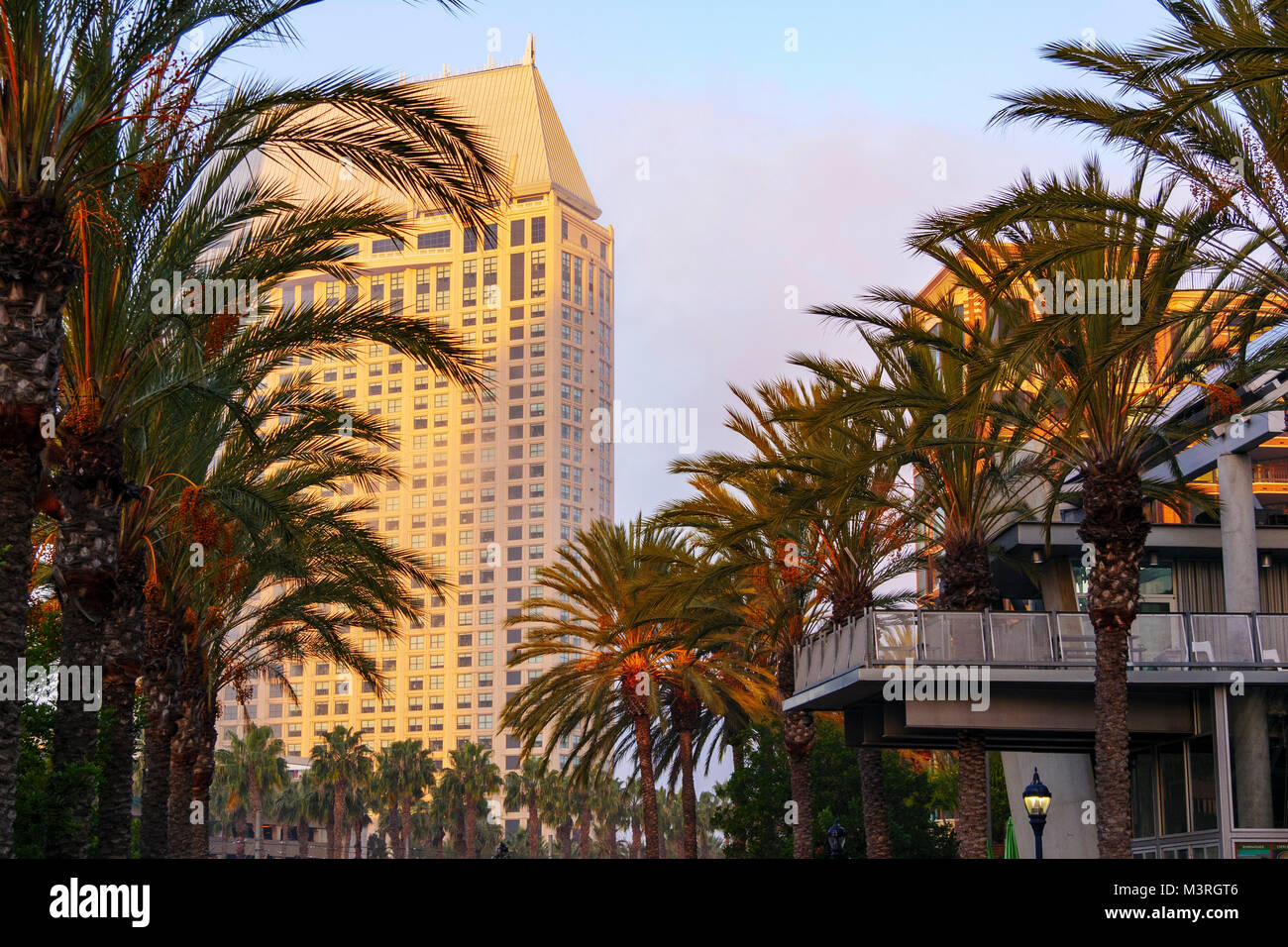Palmen und Manchester Grand Hyatt Hotel in Hintergrund. San Diego, Kalifornien. Stockfoto