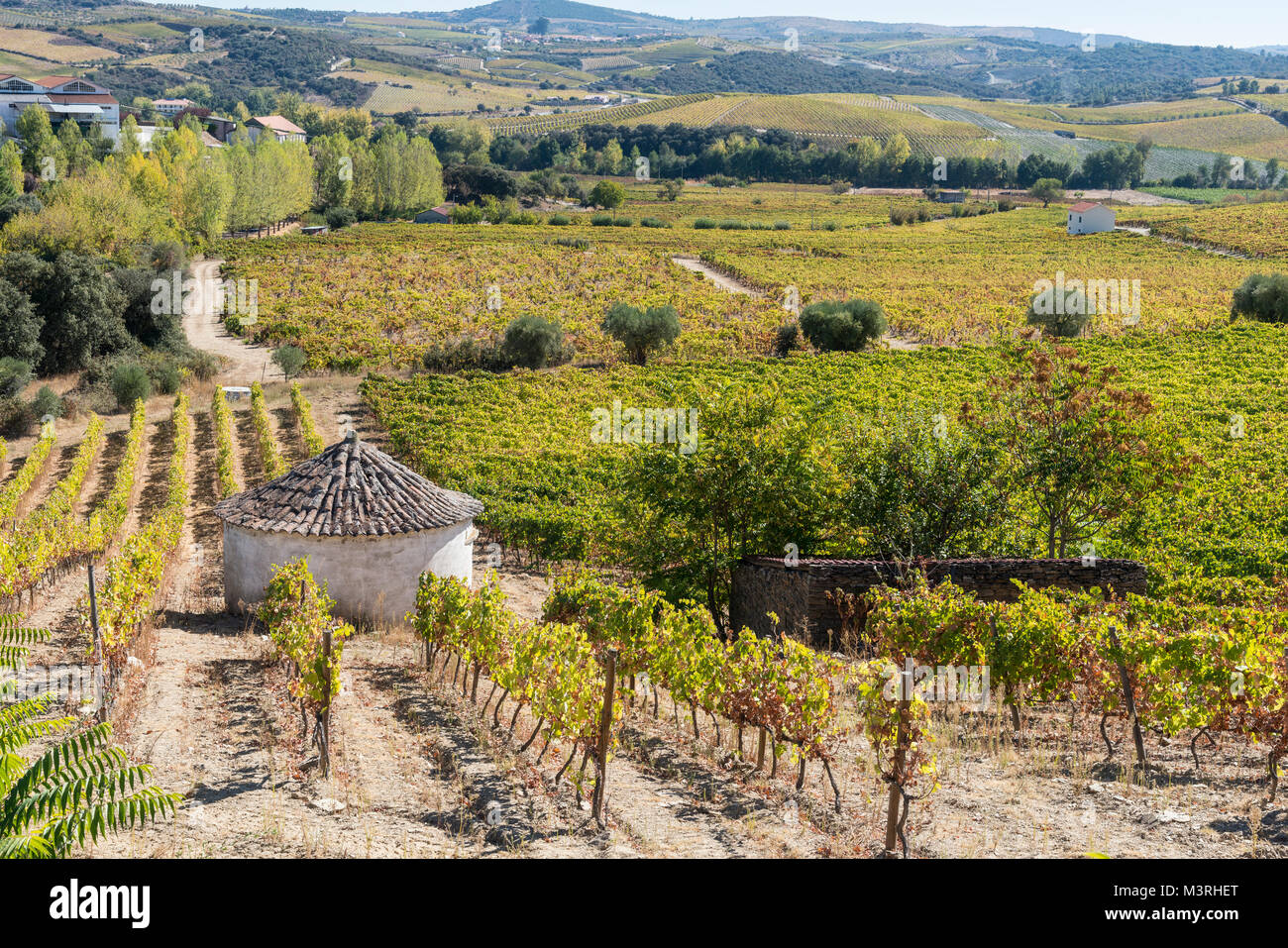 Weinbergen an den Hängen zwischen Horta und Sebadelhe, in der Weinregion Alto Douro, Nordportugal Stockfoto