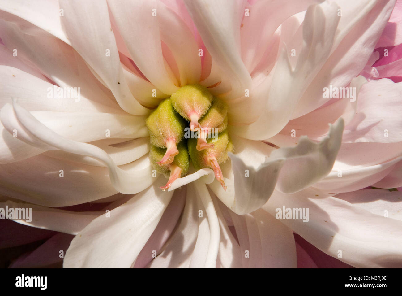 Helle geranium Blume Nahaufnahme in der Sonne mit schönen hellen rosa Blütenblätter und grünen Staubgefäßen. Fokussierung auf die ganze Blume. Stockfoto