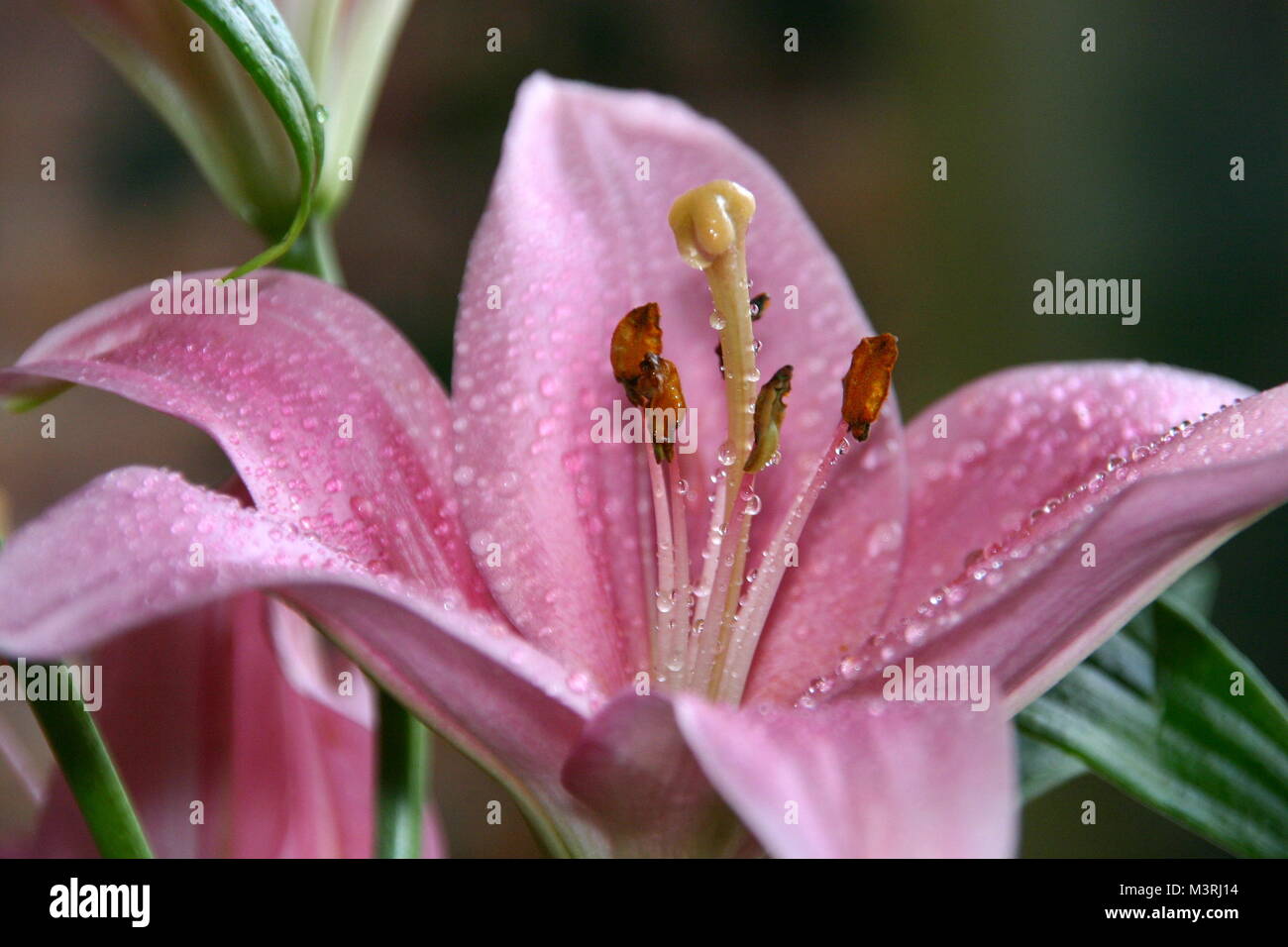 Rosa Lilie closeup mit Wassertröpfchen. Scharf auf die Blütenblätter und die staubgefäße. Schön verschwommen grünen Hintergrund. Stockfoto