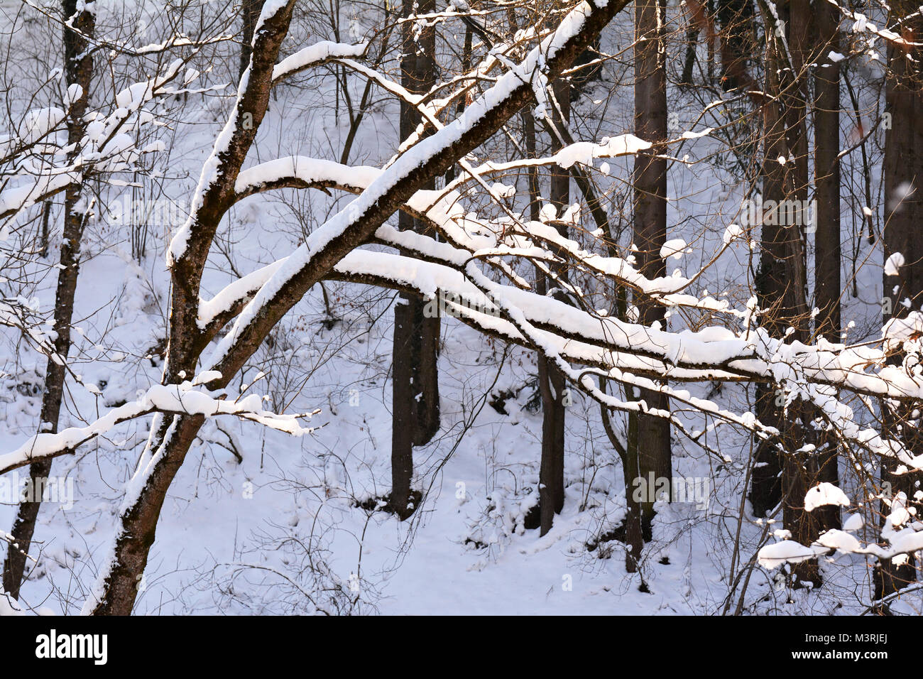 Natur Hintergrund, im Winter Stockfoto