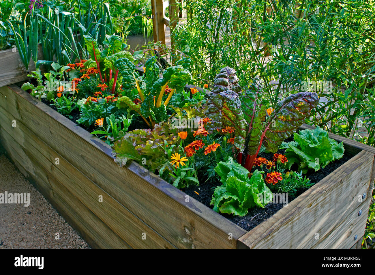 Eine erhöhte Bett Opf Gemüse und Blumen in einem städtischen Garten Stockfoto