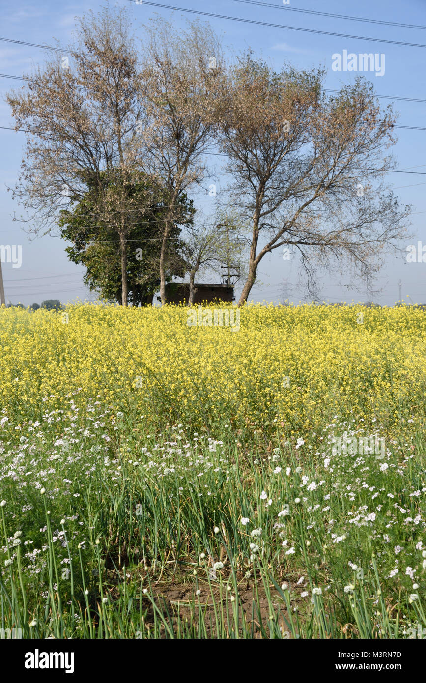 Senf Ernte bei Patiala, Punjab, Indien, Asien Stockfoto