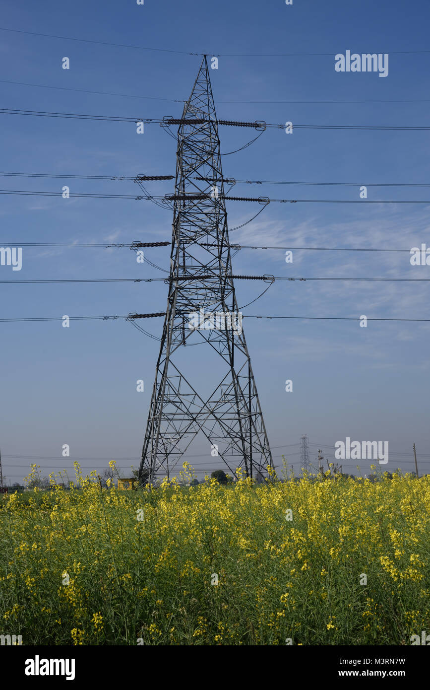 Elektrische pole Senf Feld, Patiala, Punjab, Indien, Asien Stockfoto