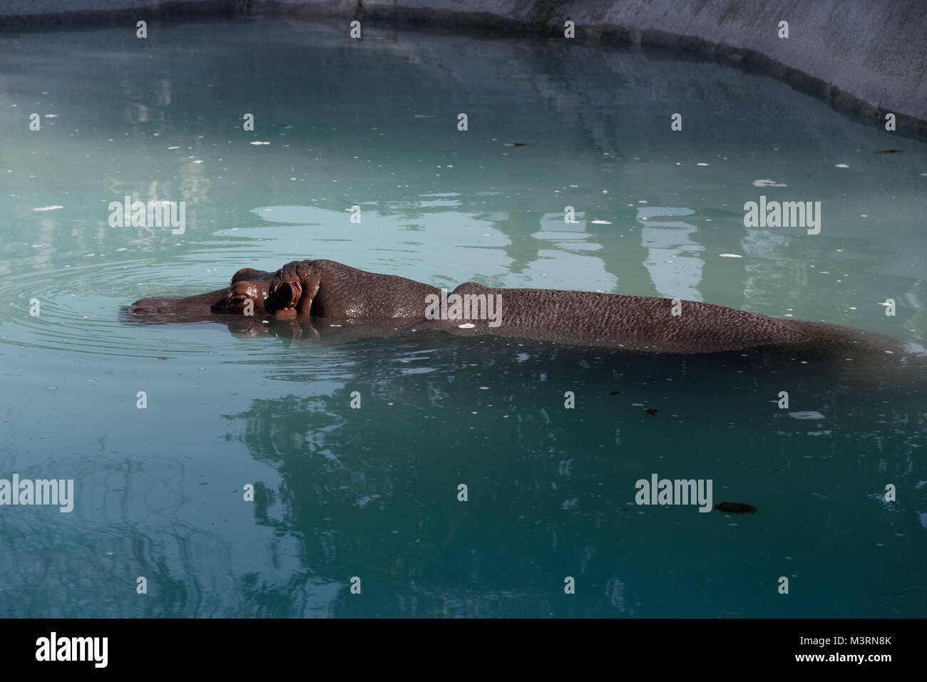 Hippopotamus an Mahendra Choudhary Zoo, Patiala, Punjab, Indien, Asien Stockfoto