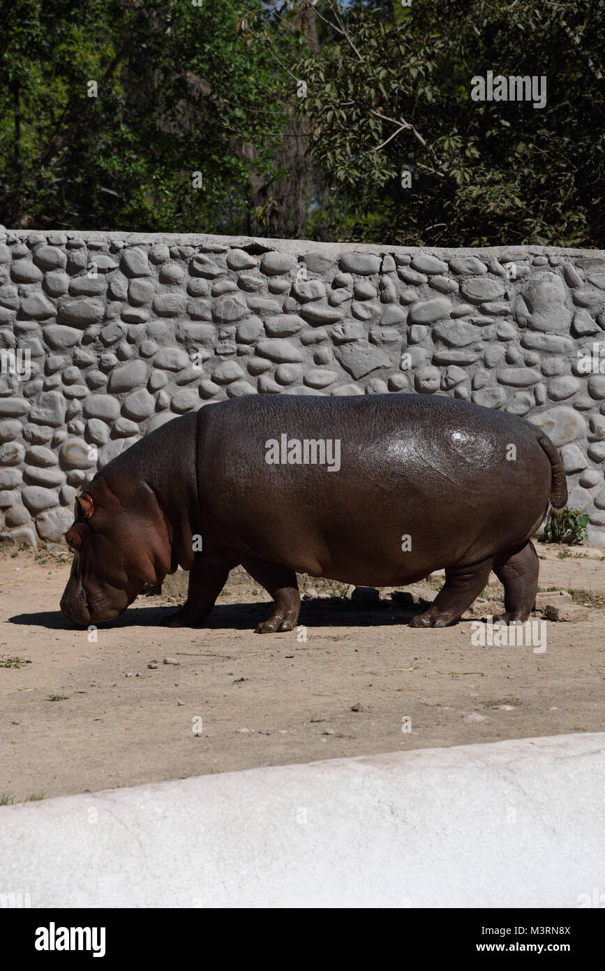 Hippopotamus an Mahendra Choudhary Zoo, Patiala, Punjab, Indien, Asien Stockfoto
