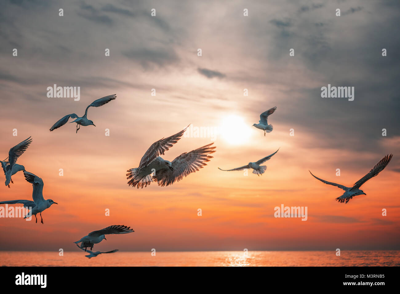 Möwe fliegen in den Himmel bei Sonnenaufgang. Stockfoto Möwe fliegen in den Himmel bei Sonnenaufgang. Stockfoto