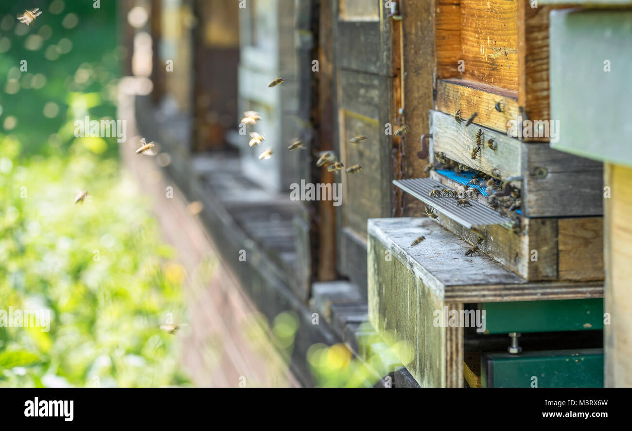 Eingang eines Bienenstockes mit vielen Bienen im sonnigen Ambiente Stockfoto