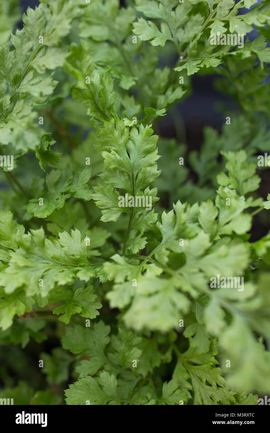 Dryopteris dilatata Lepidota 'Cristata' Stockfotografie Alamy
