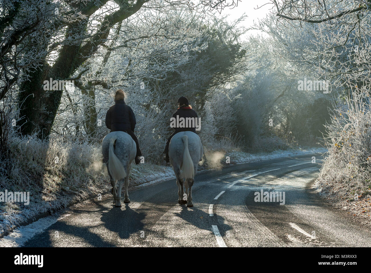 Zwei weissen Pferden für Am frühen Morgen Fahrt mit Fahrern auf einem eisigen Wintern morgen in Chorley Lancashire, Großbritannien Stockfoto