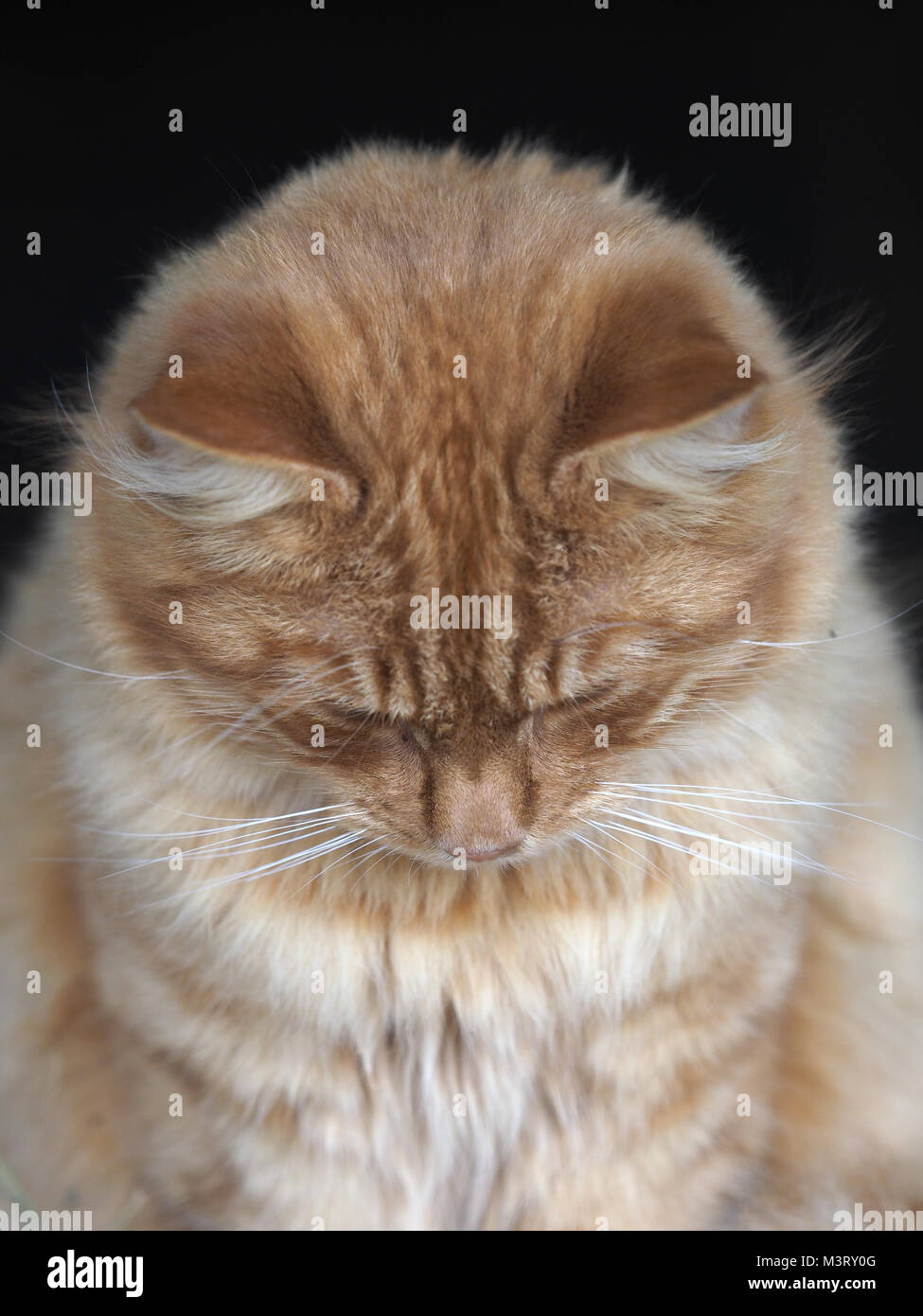 Ein Kopf eines schönen Ingwer Tom Cat. Stockfoto