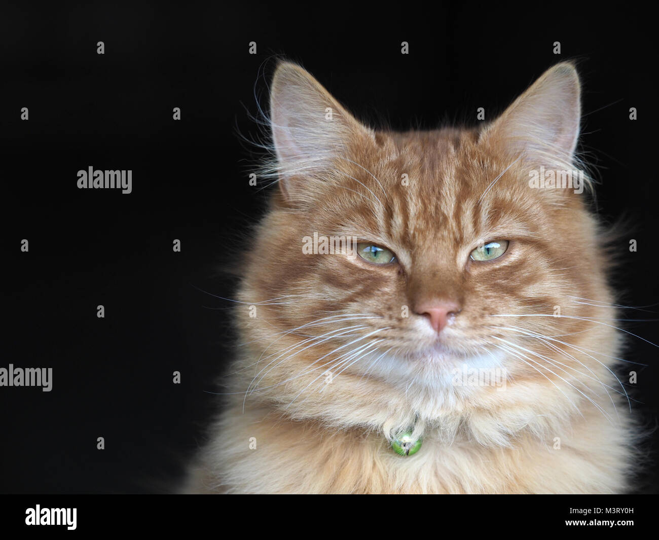 Ein Kopf eines schönen Ingwer Tom Cat. Stockfoto