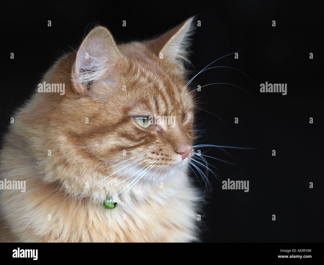 Ein Kopf eines schönen Ingwer Tom Cat. Stockfoto
