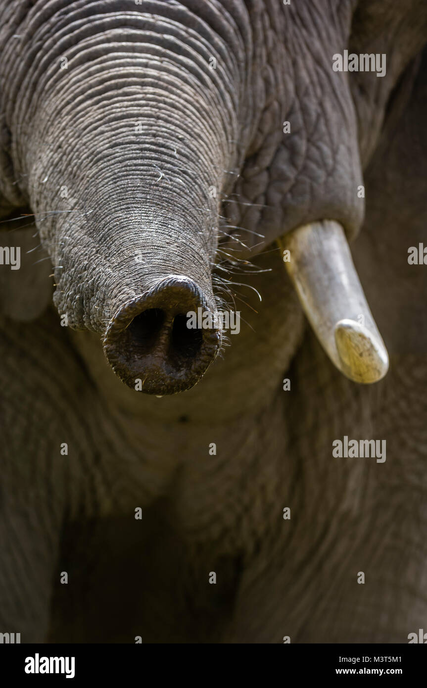 Nahaufnahme einer Afrikanischen Elephant Trunk stretching direkt auf die Kamera Sicht. Stockfoto