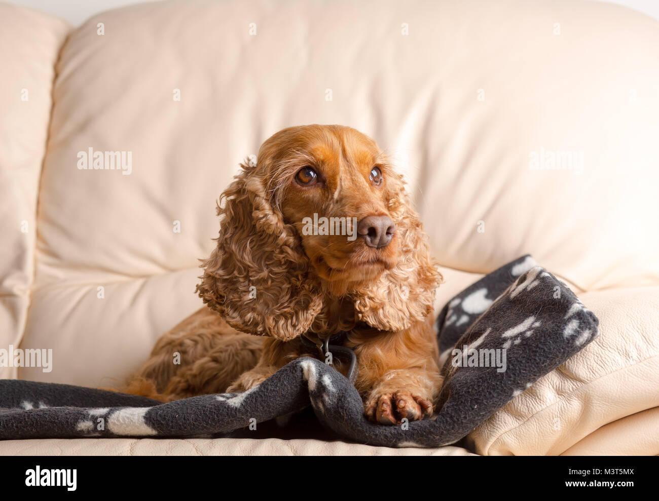 Nahaufnahme, Ansicht von vorne Porträt der Familie Haustier Hund, rote Cocker Spaniel, genießen Sie Komfort wie zu Hause auf dem Sofa! Familie entspannende innen auf leder Sofa. Stockfoto
