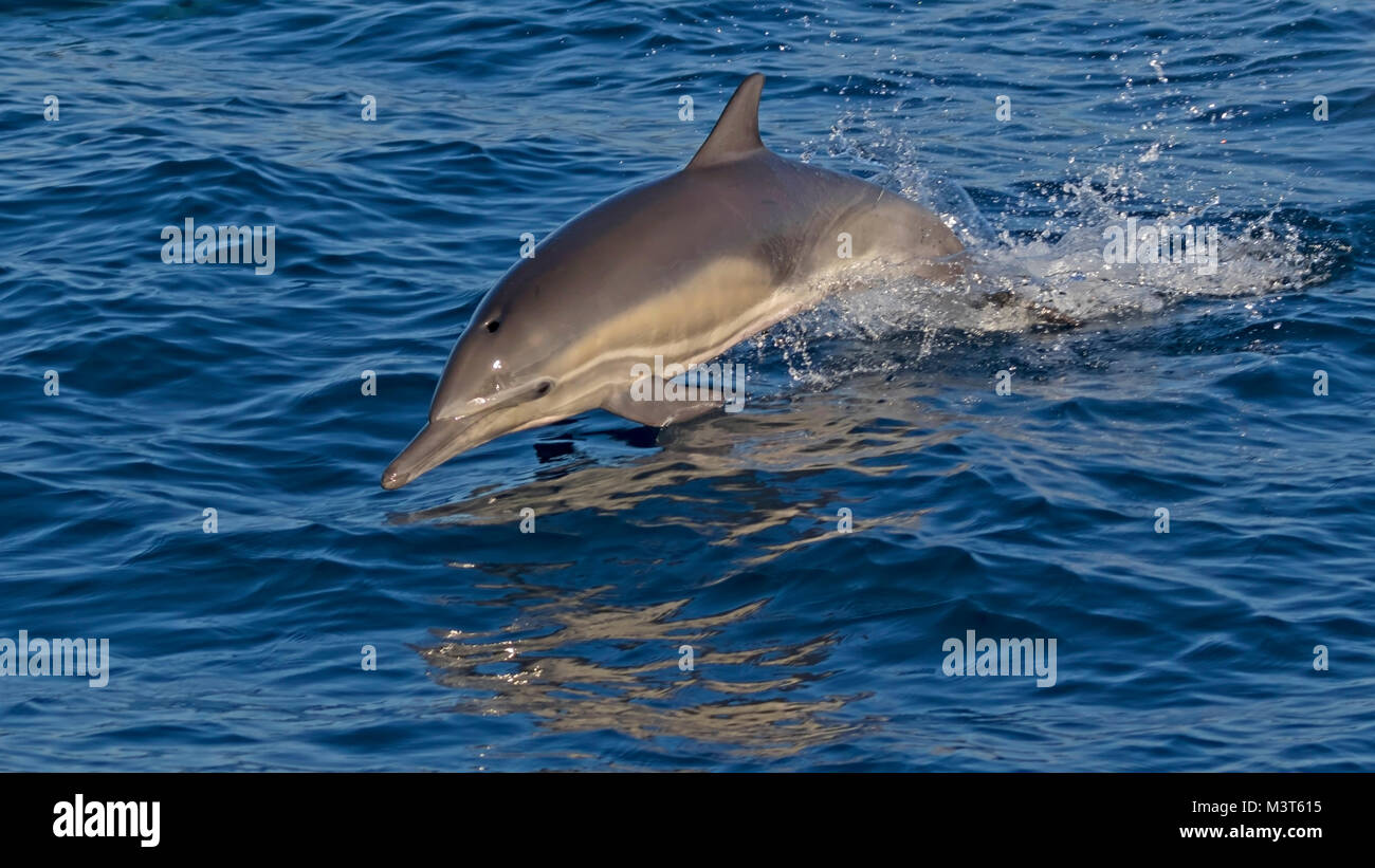 Dolphin sprang aus dem Pazifischen Ozean Stockfoto