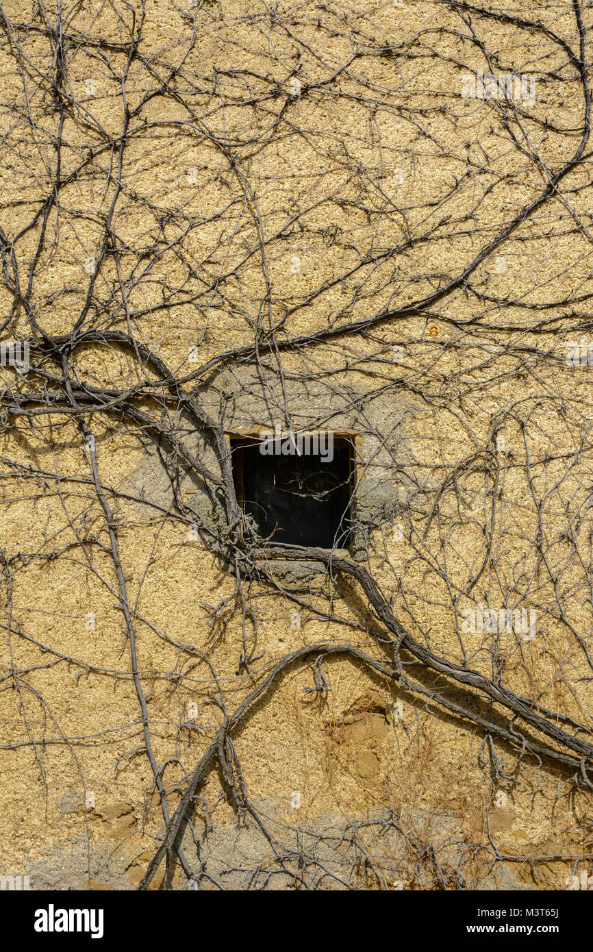 Zweige eines Baumes wachsen auf einer alten Mauer in Nantes, Gers (Gascogne), Occitanie (Midi-Pyrénées), im Südwesten von Frankreich Stockfoto