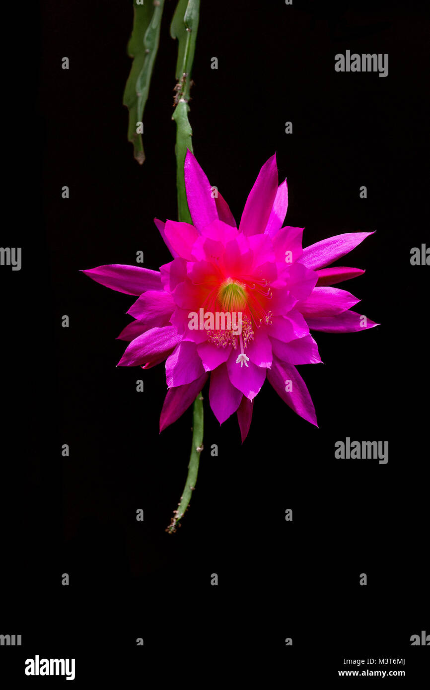 Einzelnes epiphyllum -Fotos und -Bildmaterial in hoher Auflösung – Alamy