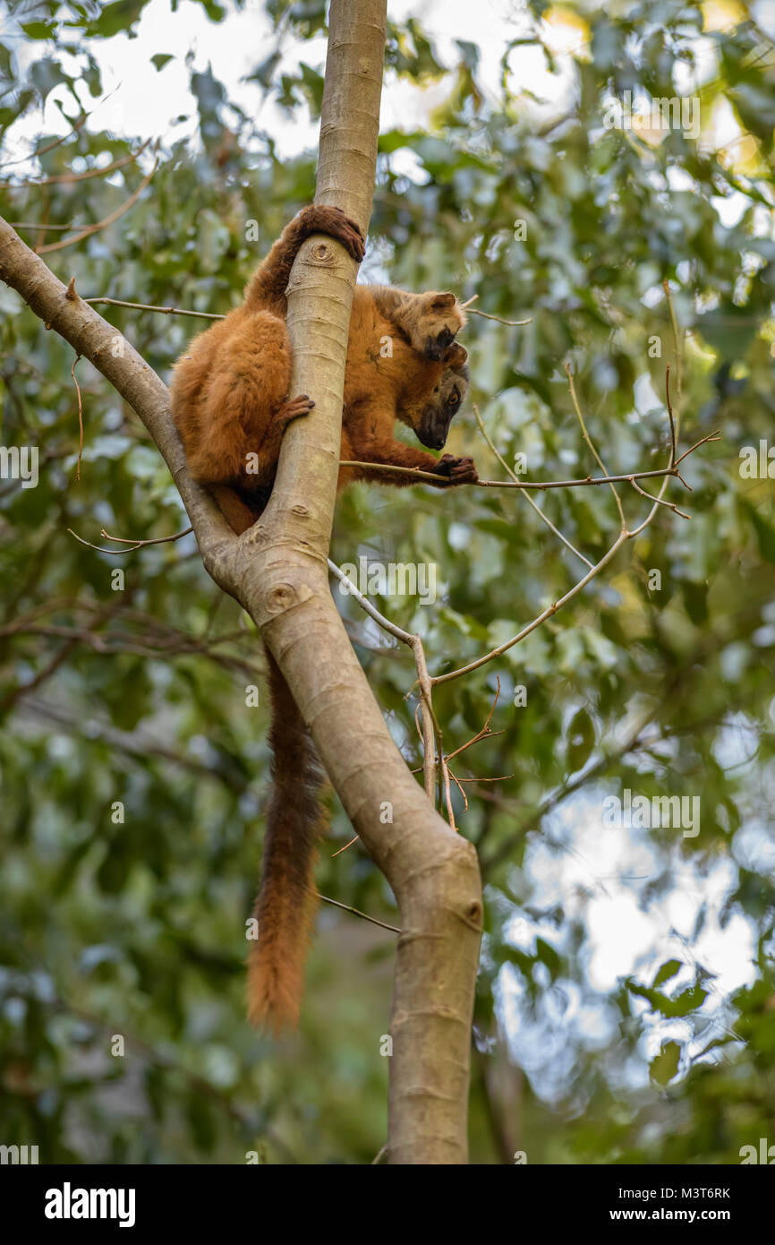Red Lemur - eulemur Rufus, Tsingy de Behamara, Madagaskar. Cute Primas aus Madagaskar trockenen Wald. Stockfoto
