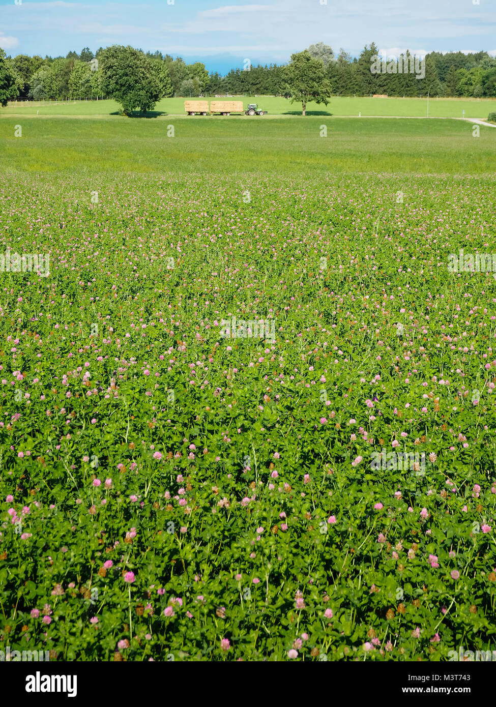 Clover Feld mit Klee Pflanzen in Blüte in Bayern, Deutschland. Traktor mit Anhänger vorbei im Hintergrund. Stockfoto