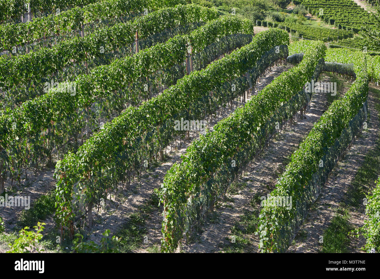 Weinberge in einem sonnigen Tag in Piemont, Italien Stockfoto