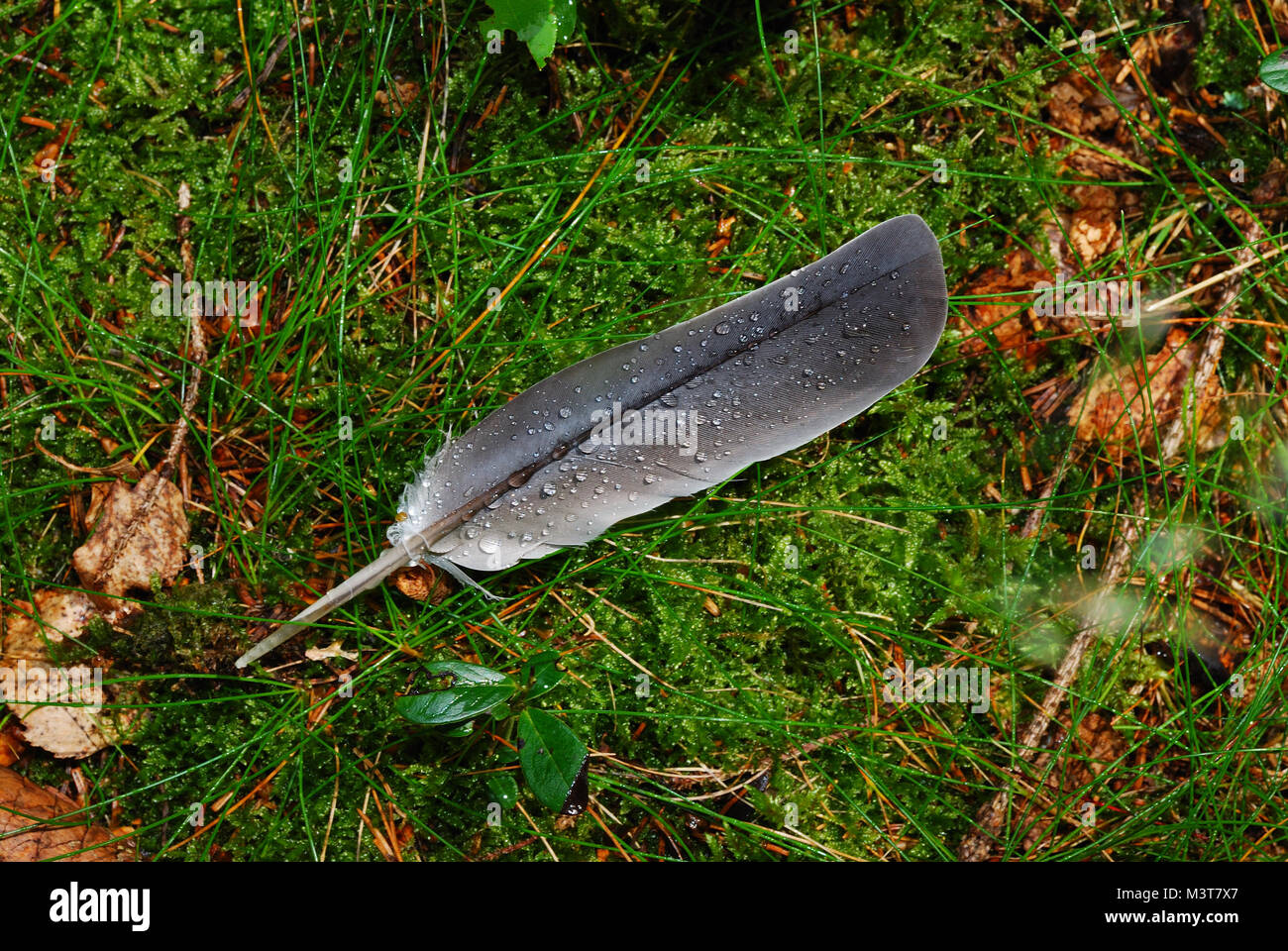 Feder von einem Vogel im Gras im Wald Stockfoto