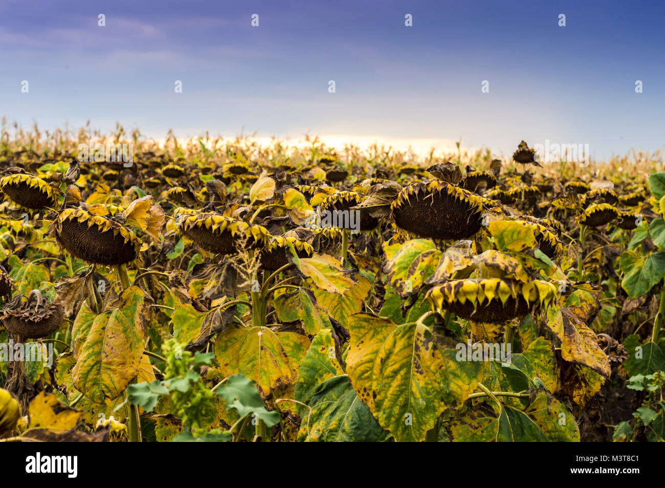 Bereich der Reif für die Ernte von Sonnenblumen für ihre Samen im Norden  Rumäniens bereit Stockfotografie - Alamy