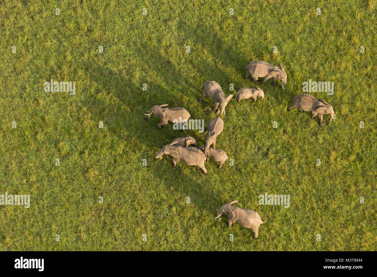 Eine Herde Elefanten wie aus einem Heißluftballon über die Wiesen der Masai Mara gesehen Stockfoto