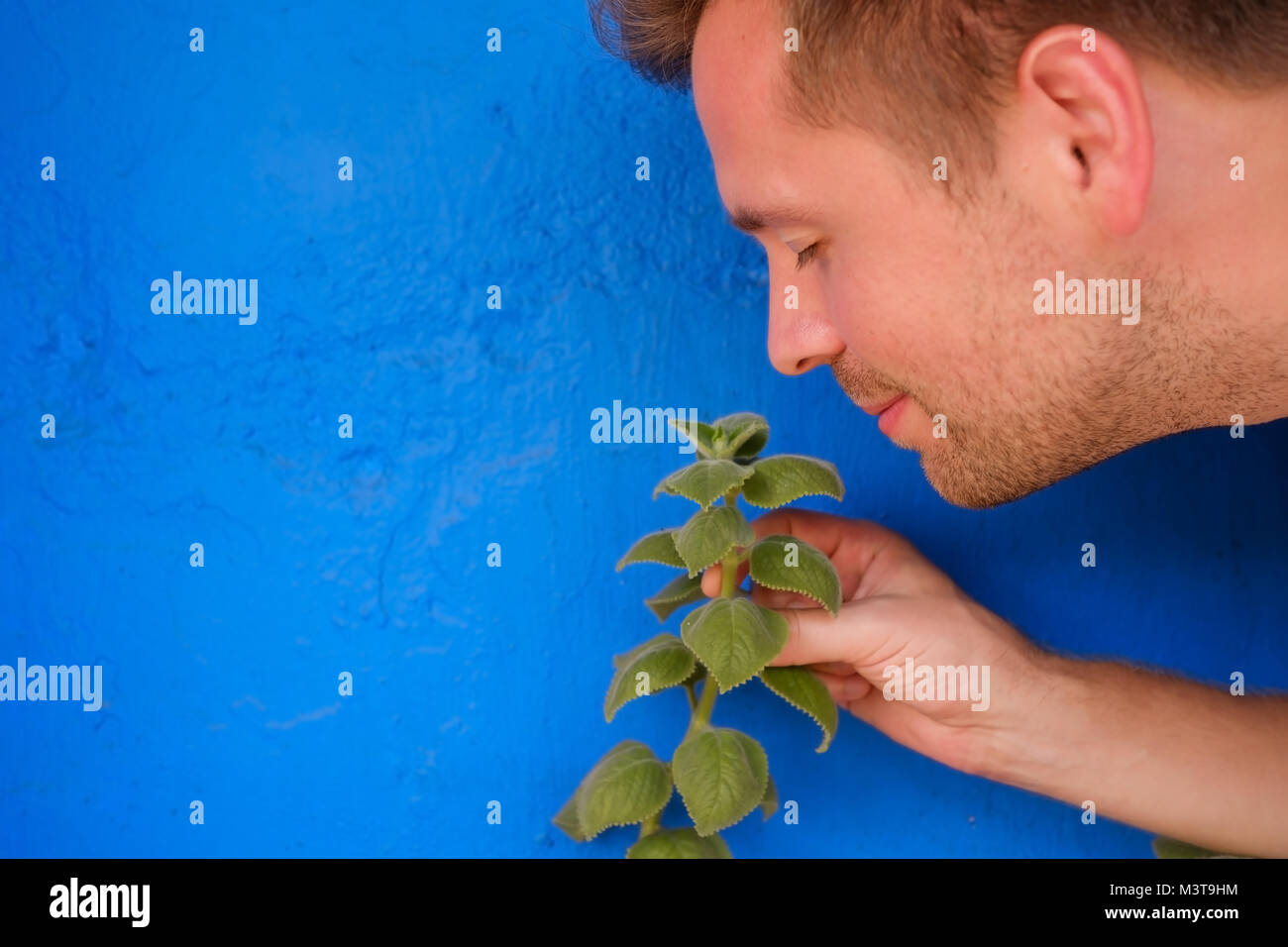 Jungen kaukasischen Mann riechen die Blume mit Vergnügen Stockfoto