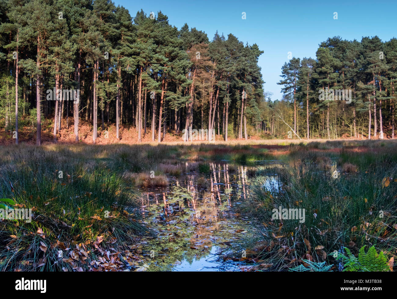 Doolittle Moss SSSI in Delamere Forest, Delamere, Cheshire, England, Großbritannien Stockfoto